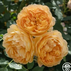 Heirloom Roses Golden Celebration® New