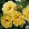 Heirloom Roses Golden Gate™ Hot