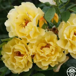 Heirloom Roses Golden Gate™ Hot