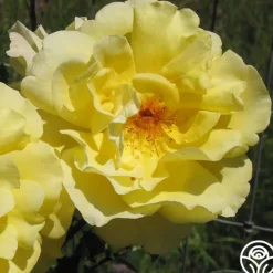 Heirloom Roses Golden Gate™ Hot