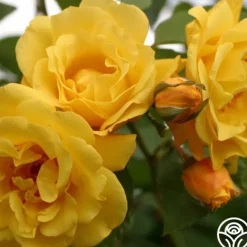 Heirloom Roses Golden Gate™ Hot