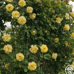 Heirloom Roses Golden Gate™ Hot