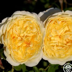 Heirloom Roses Golden Globe™ Clearance