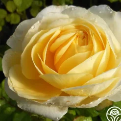 Heirloom Roses Golden Globe™ Clearance