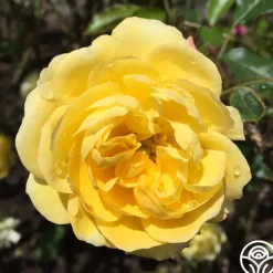 Heirloom Roses Golden Moss Best