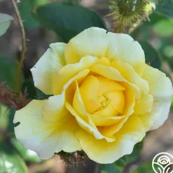 Heirloom Roses Golden Moss Best