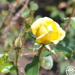Heirloom Roses Golden Moss Best