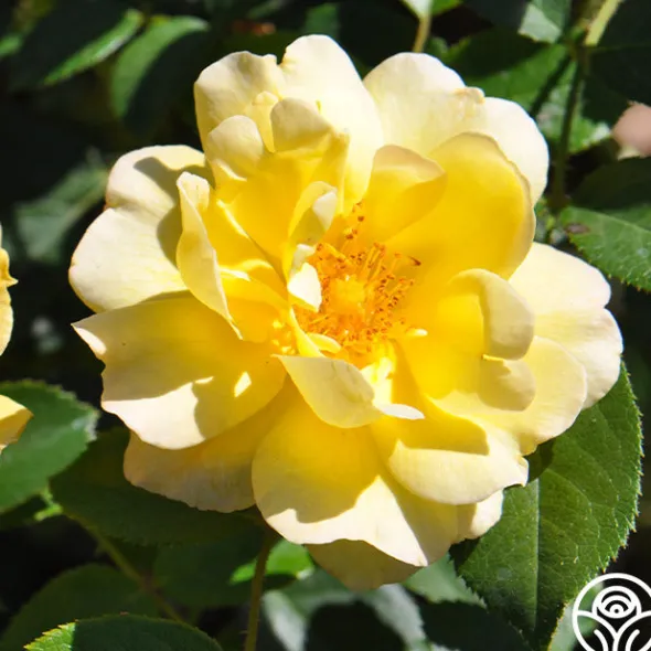 Heirloom Roses Golden Moss Best
