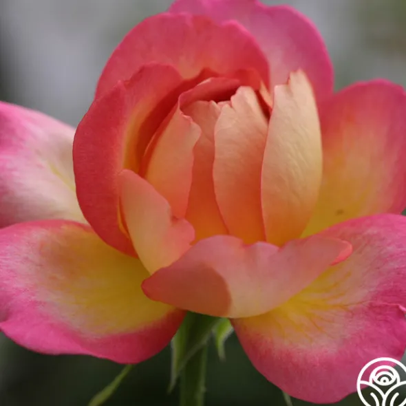 Heirloom Roses Golden Princess Discount