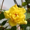 Heirloom Roses Golden Showers®