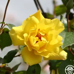 Heirloom Roses Golden Showers®