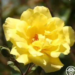 Heirloom Roses Golden Showers®