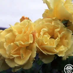 Heirloom Roses Golden Showers®