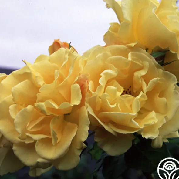 Heirloom Roses Golden Showers®