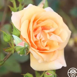 Heirloom Roses Golden Unicorn Outlet