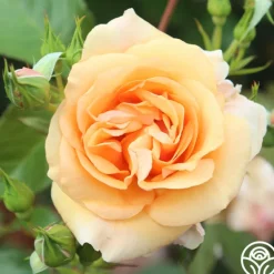 Heirloom Roses Golden Unicorn Outlet