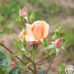 Heirloom Roses Golden Unicorn Outlet
