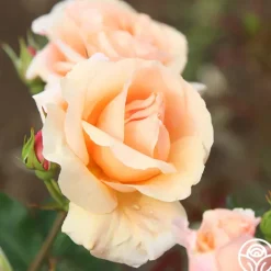 Heirloom Roses Golden Unicorn Outlet
