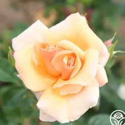 Heirloom Roses Golden Unicorn Outlet