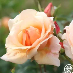 Heirloom Roses Golden Unicorn Outlet