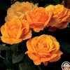 Heirloom Roses Good As Gold Hot