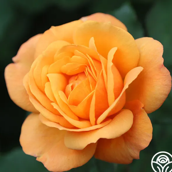 Heirloom Roses Good As Gold Hot