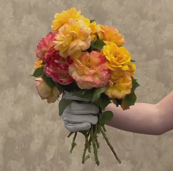 Heirloom Roses Good As Gold Hot