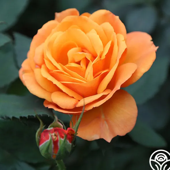 Heirloom Roses Good As Gold Hot