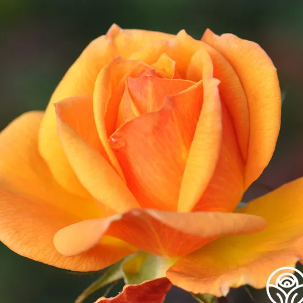 Heirloom Roses Good As Gold Hot