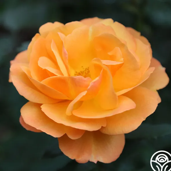 Heirloom Roses Good As Gold Hot
