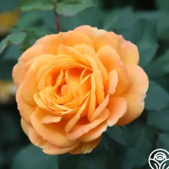 Heirloom Roses Good As Gold Hot