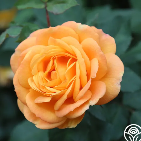 Heirloom Roses Good As Gold Hot