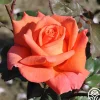 Heirloom Roses Good Life™ Sale
