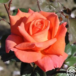 Heirloom Roses Good Life™ Sale