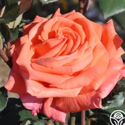 Heirloom Roses Good Life™ Sale