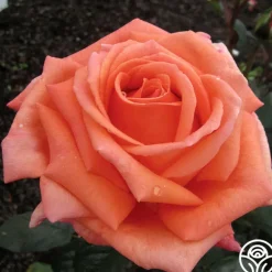 Heirloom Roses Good Life™ Sale