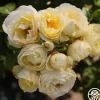 Heirloom Roses Good Ol' Summertime™