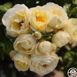 Heirloom Roses Good Ol' Summertime™