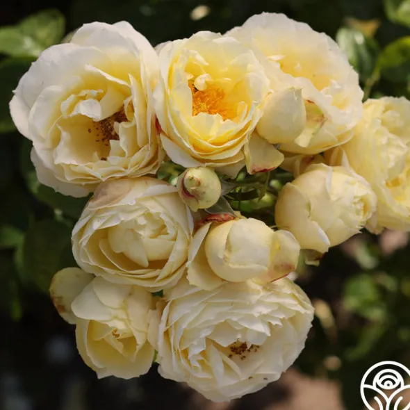 Heirloom Roses Good Ol' Summertime™