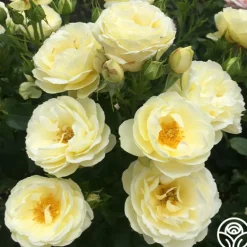 Heirloom Roses Good Ol' Summertime™