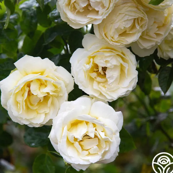 Heirloom Roses Good Ol' Summertime™