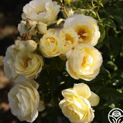 Heirloom Roses Good Ol' Summertime™