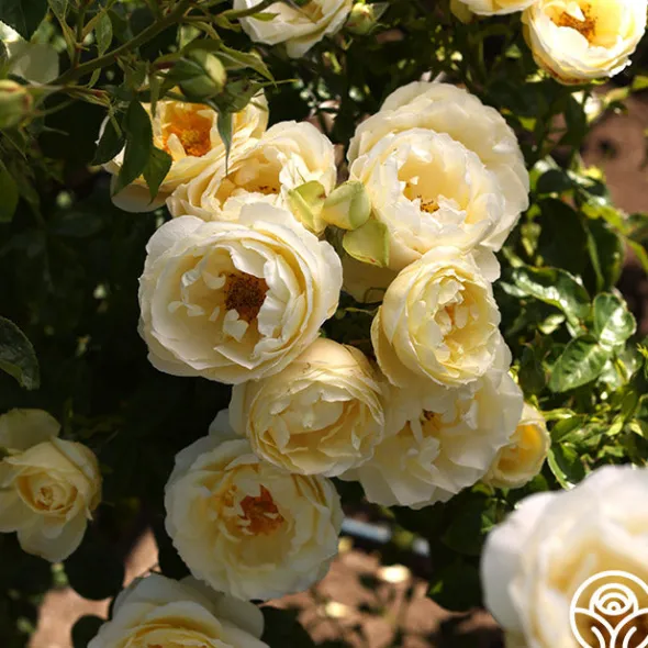 Heirloom Roses Good Ol' Summertime™