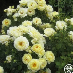 Heirloom Roses Good Ol' Summertime™