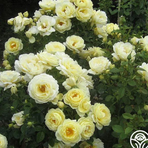 Heirloom Roses Good Ol' Summertime™