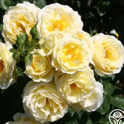Heirloom Roses Good Ol' Summertime™