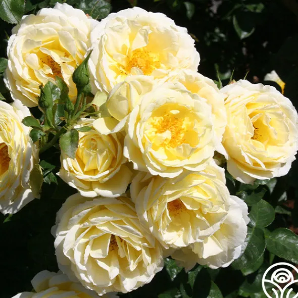Heirloom Roses Good Ol' Summertime™