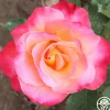 Heirloom Roses Granada Outlet