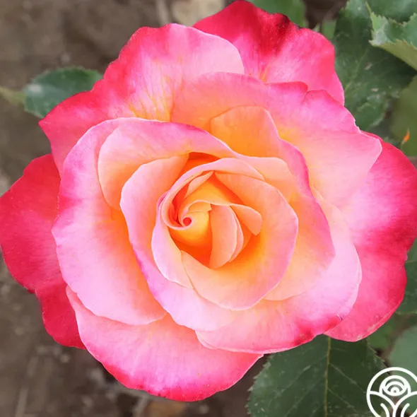 Heirloom Roses Granada Outlet