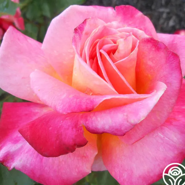 Heirloom Roses Granada Outlet
